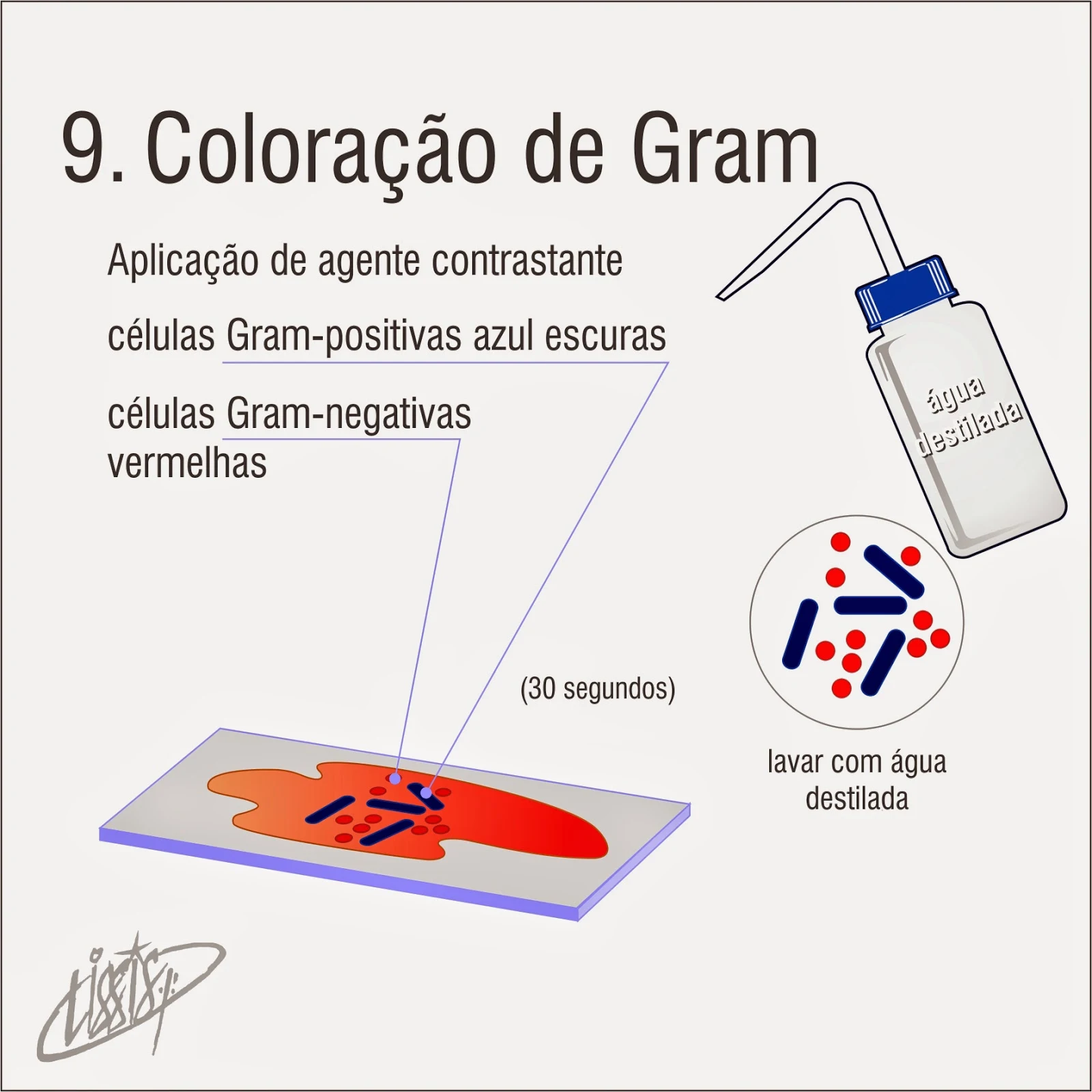 Coloração de Gram 09