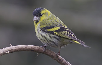 Male Siskin