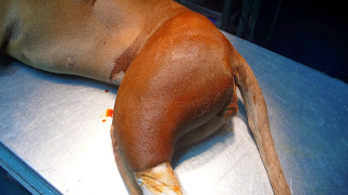 preparacion quirurgica del perro