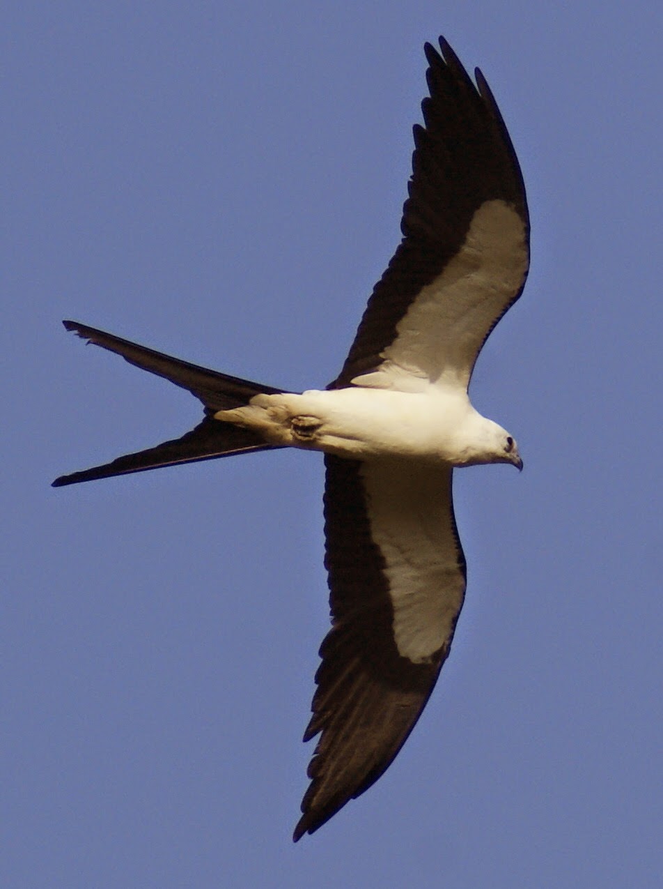 SE Texas Birding & Wildlife Watching Crosby Kites