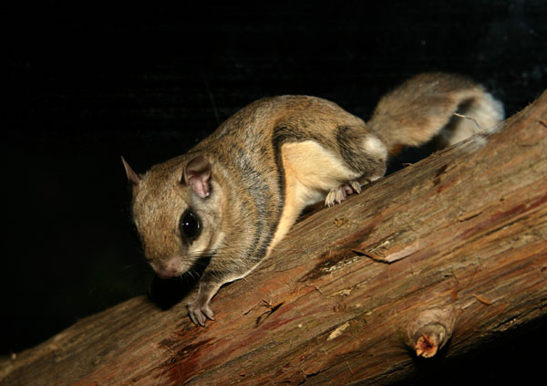 Flying Squirrel Flying Squirrel