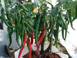 faisal faruq budidaya menanam cabe dalam polybag faisal faruq budidaya menanam cabe dalam polybag