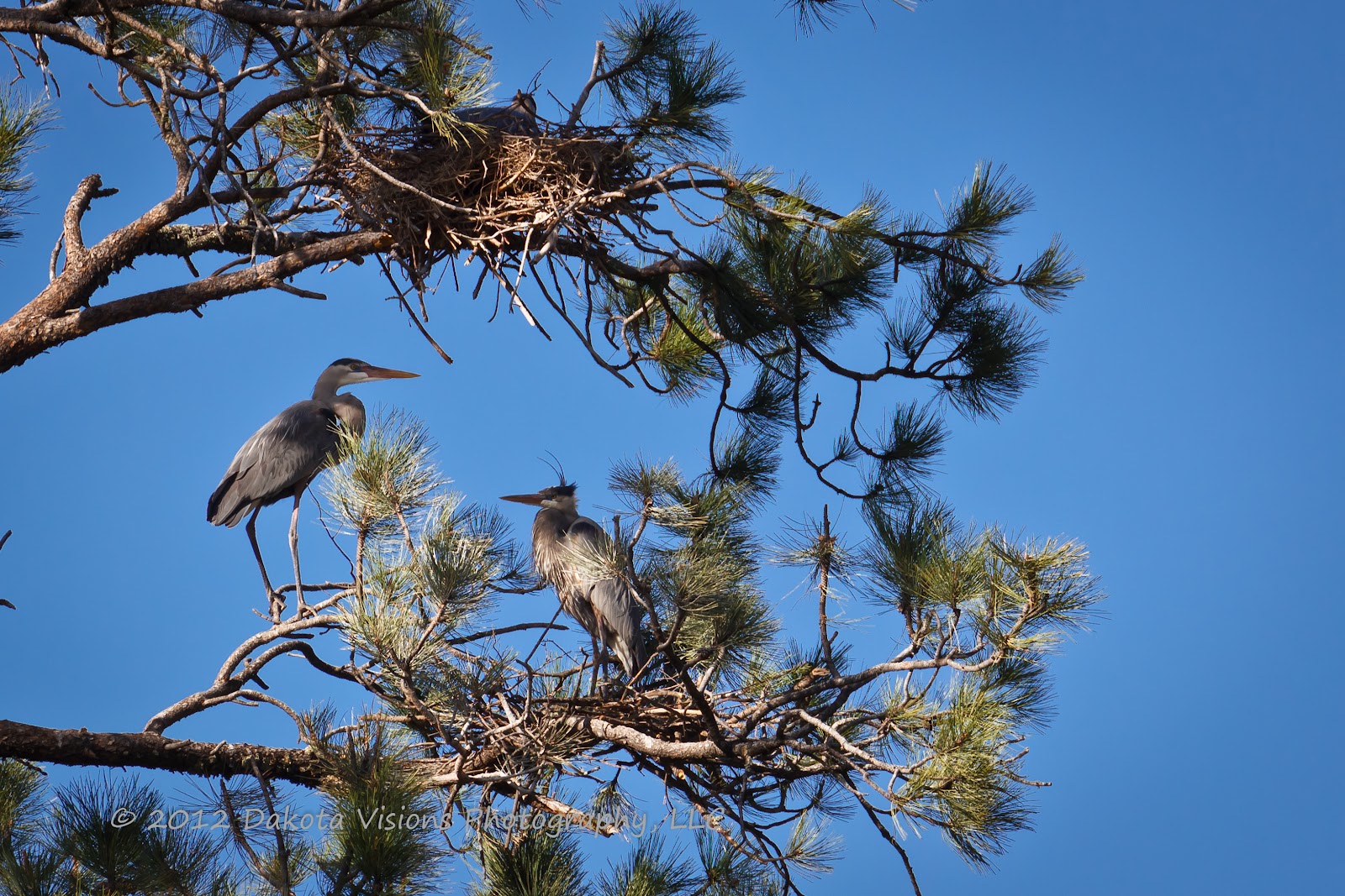 See You Behind the Lens... Weekly Photography Challenge 'O