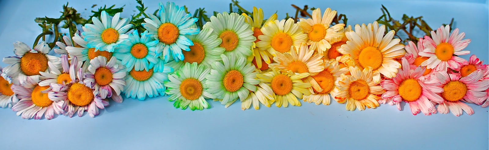 Twig and Toadstool: Rainbow Dyed Daisies
