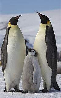 Que Son Los Pinguinos Wikipedia