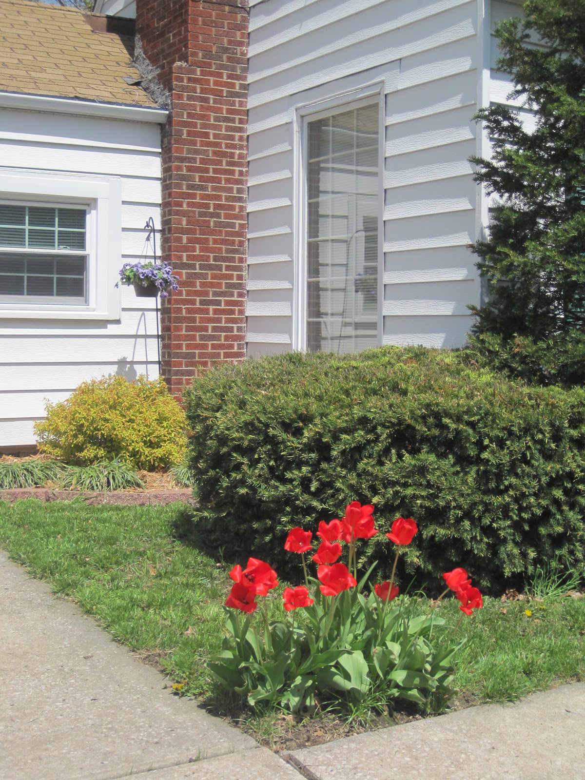 Decorated Chaos: A Walk Around the Front Yard