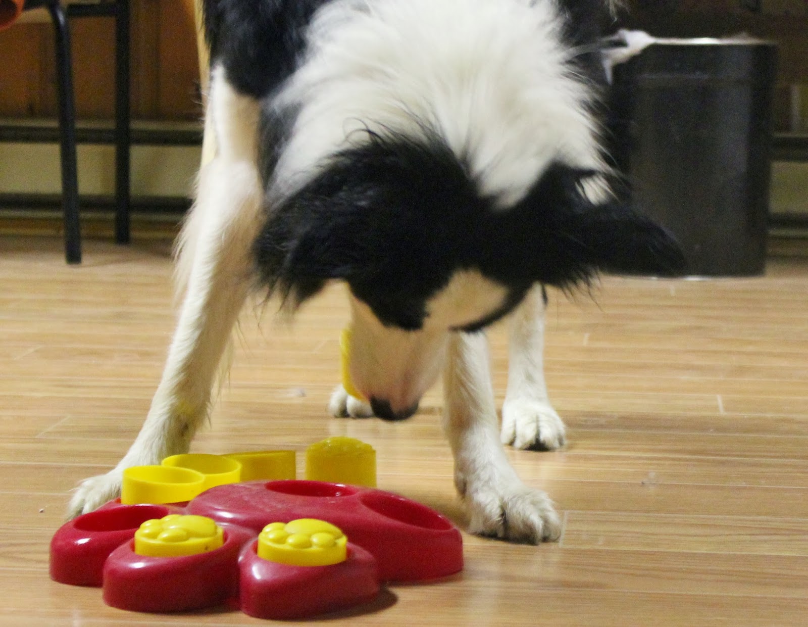 Know Thy Dog INTERACTIVE GAMES