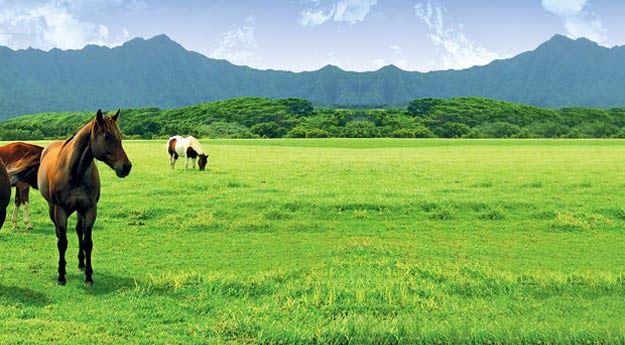 Wikileaks Search The Akp Email Database