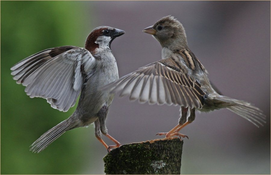 Afbeeldingsresultaat voor la danza de los gorriones