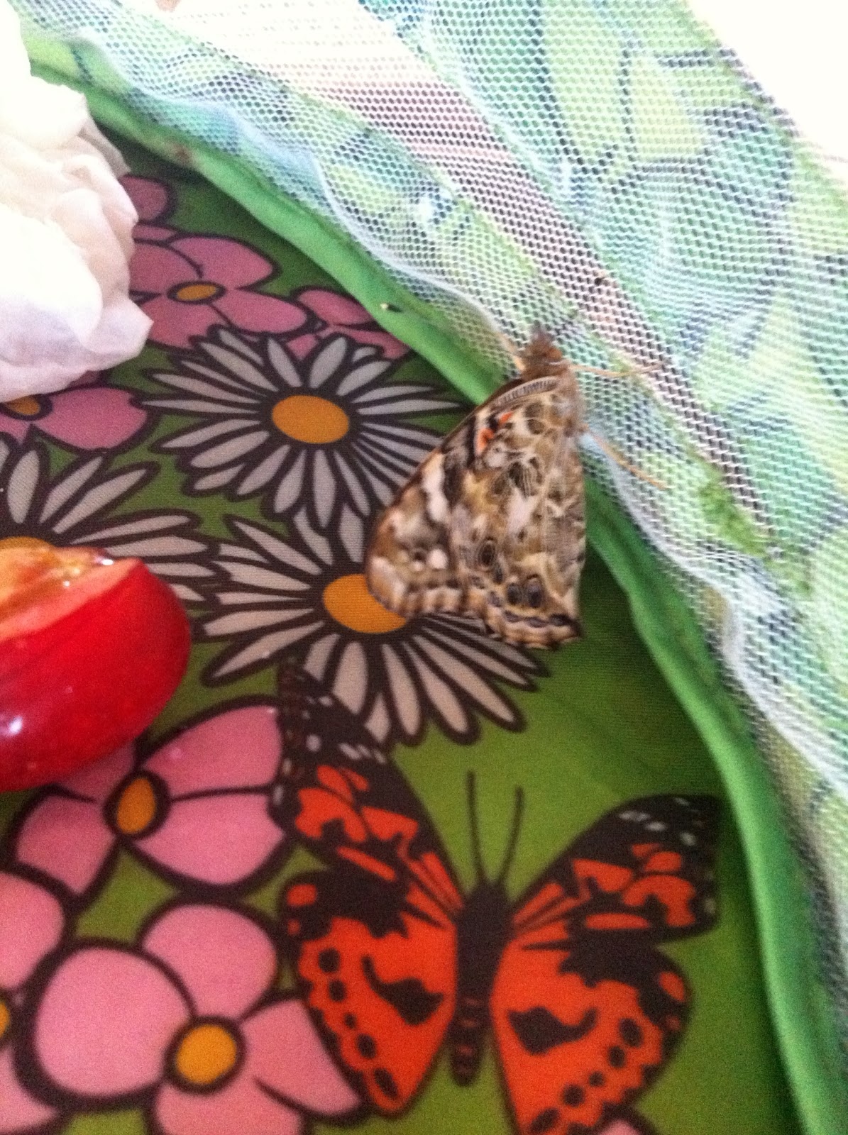 Utah County Mom Live Butterfly Kits