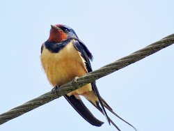 Swallows