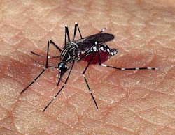 O Aedes aegypti,  transmissor do Dengue