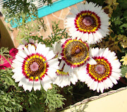 La verdad es que no me esperaba yo que salieran unas flores tan rebonitas! (flores silvestres )