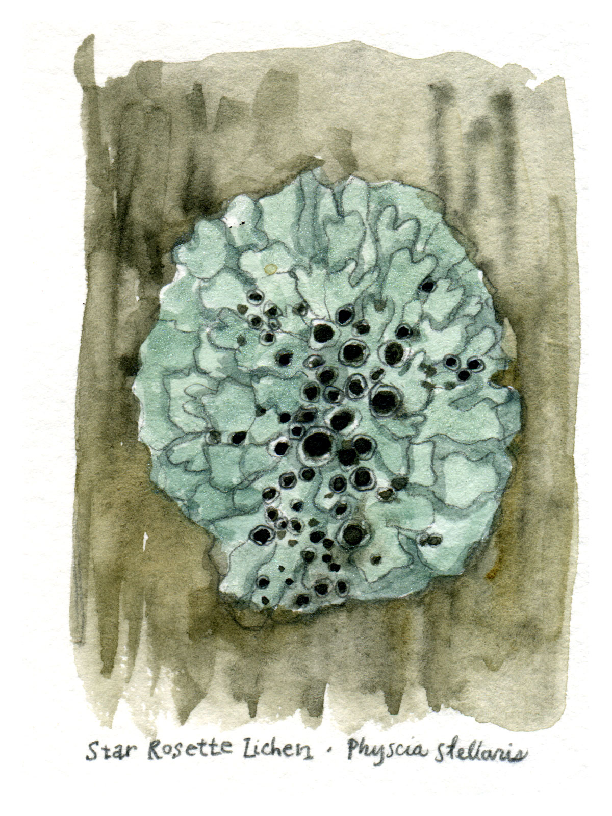 Tiny Watercolor Sets Lichens