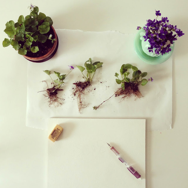 on my painting table, wild violets, nature study, Anne Butera, My Giant Strawberry