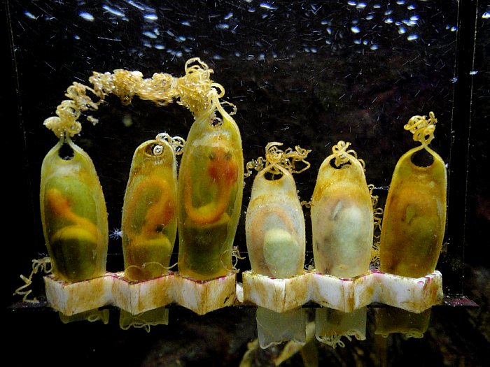 Lisbon and the Sunny Coast Shark Eggs With Embryos