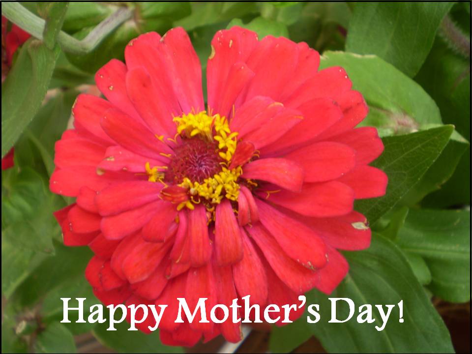 mothers day cards flowers. julie benz boondock saints cowgirl. mothers day cards flowers.