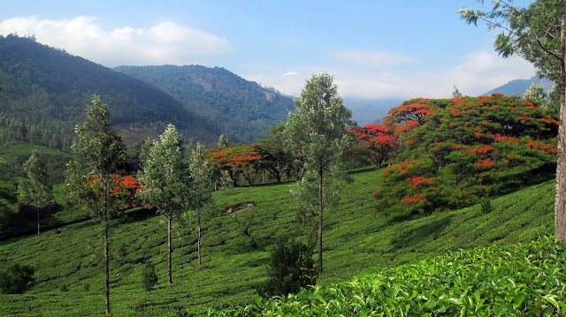 Where In The World Is Baby Jewel Marvellous Munnar