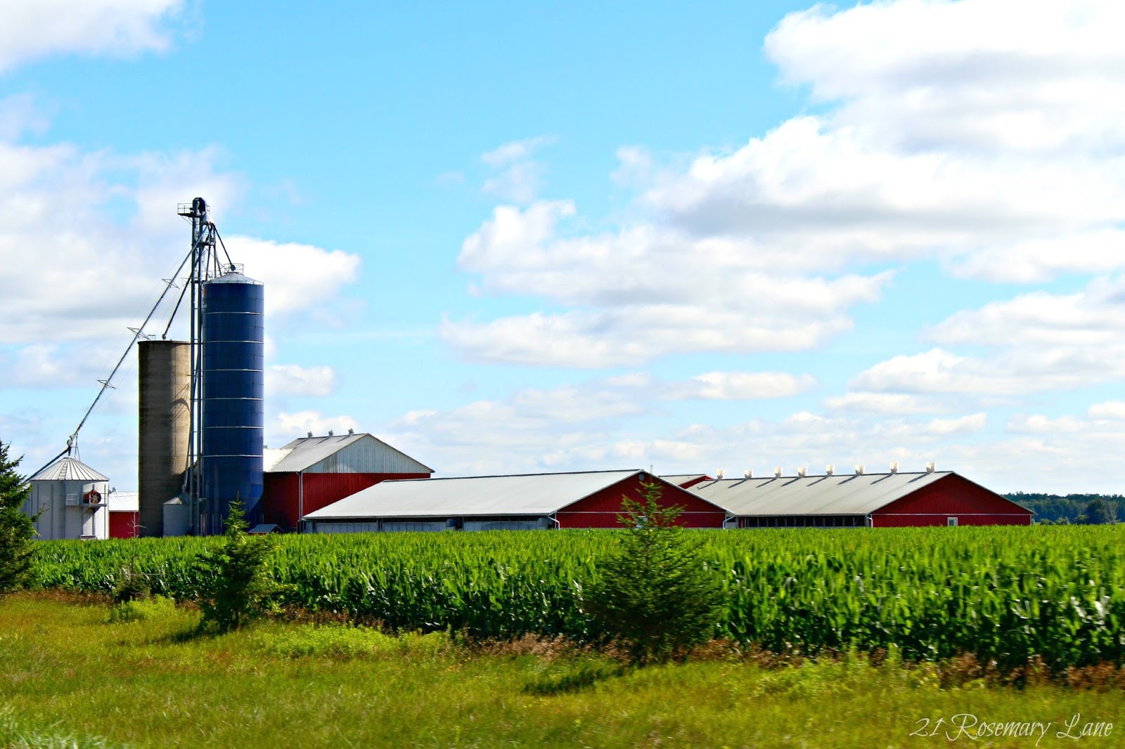 21 Rosemary Lane Images from the Side of the Road
