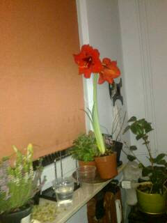 AMARYLLIS OCALAŁ