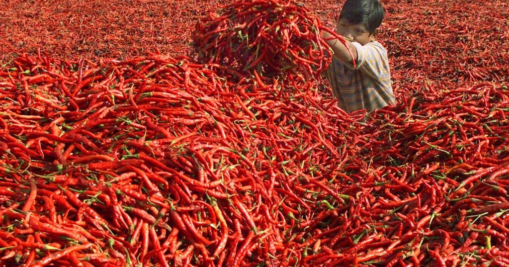 gambar pemasaran cabe