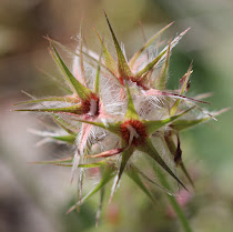 http://wild-flowers-of-europe.blogspot.nl/2015/07/trifolium-stellatum.html