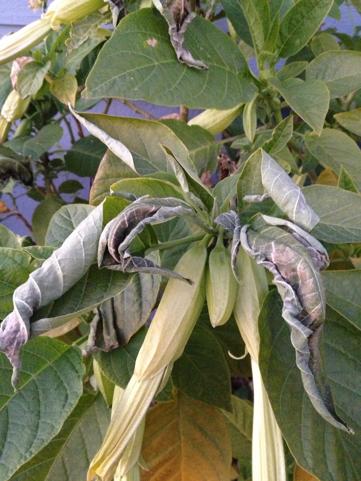 Aprille's SoCal Gardening Frost Damage