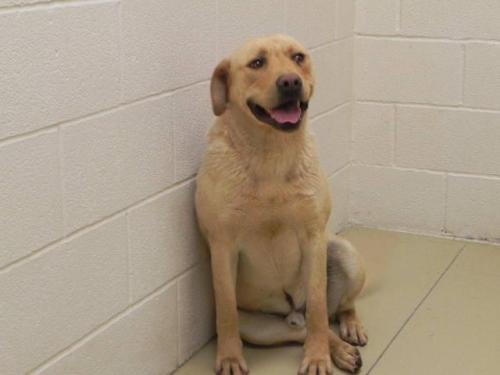 miami valley animal shelter