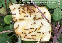 ants cover the inside half of an apple on the ground