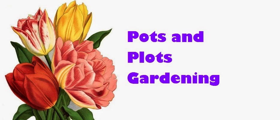                                                                            Pots and Plots Gardening