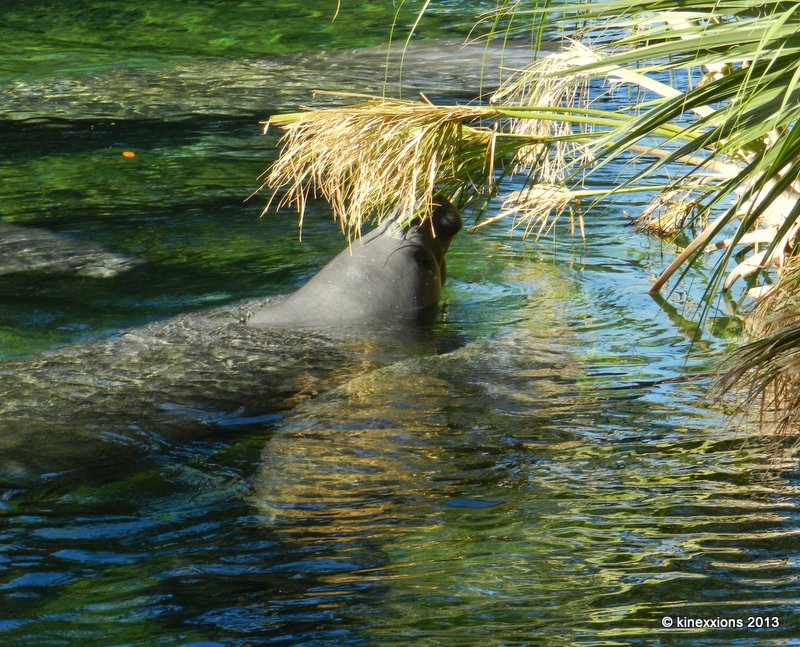 kinexxions: The Manatees of Blue Spring