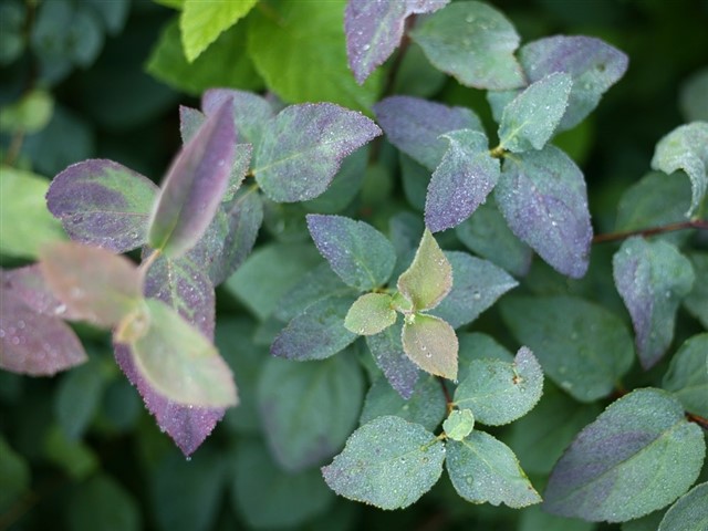 The Plant Hunter 2016