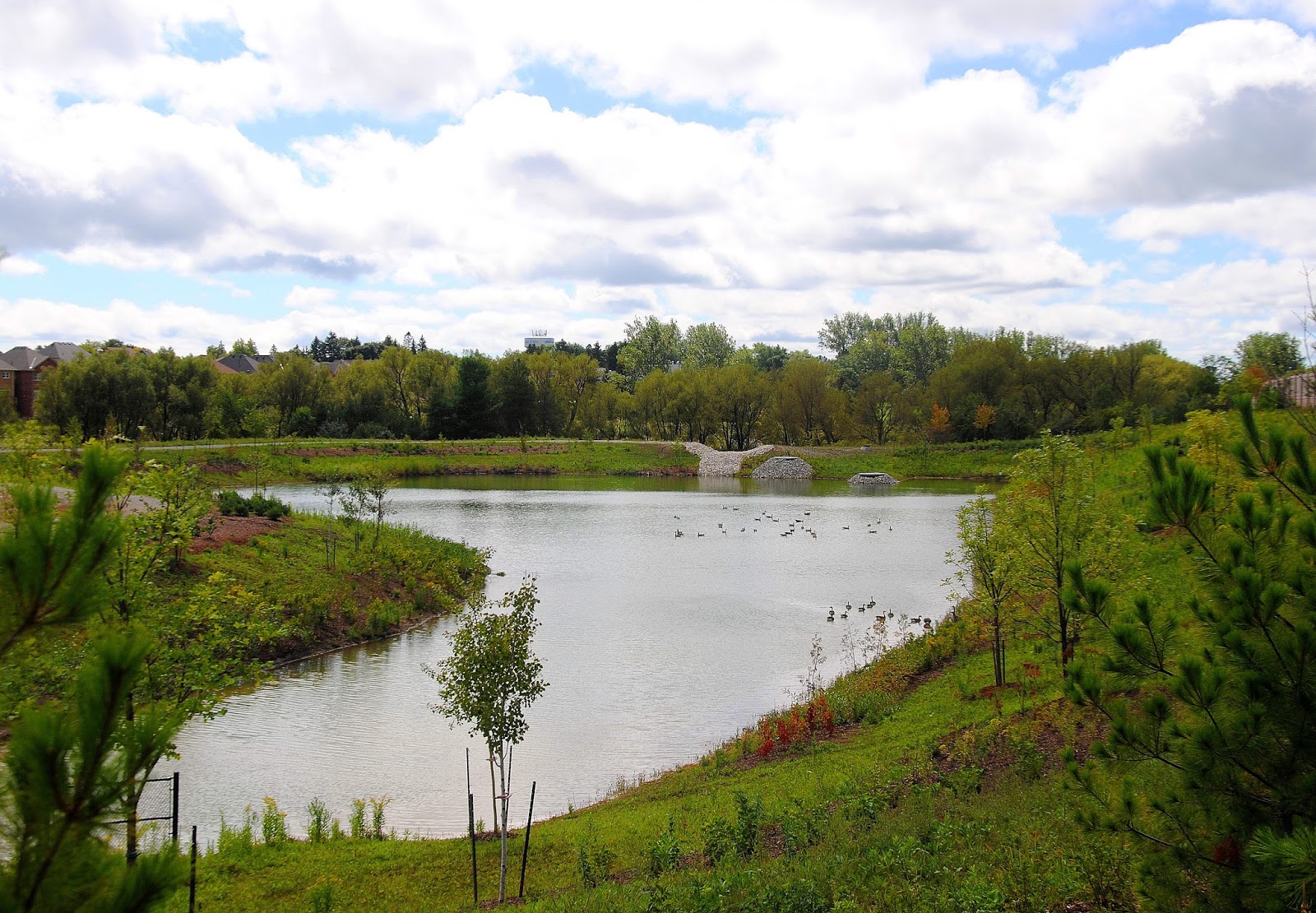 CAMERA ON KING New pond in King City