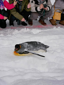 Penguin tobaganning