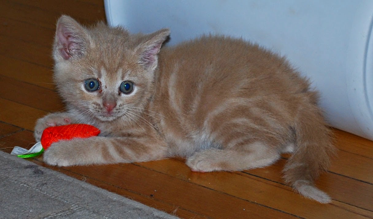 Harry Potter Kittens Hyde Park Cats