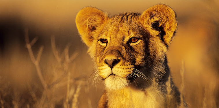 Wild Animals Wallpapers - All Best Desktop Wallpapers