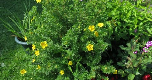 Nadezda S Northern Garden Potentilla Or Kuril Tea