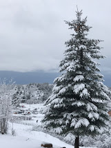 Colorado Blue Spruce