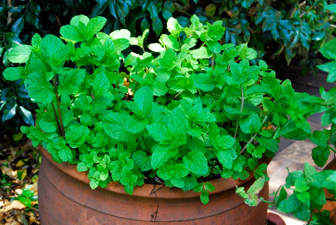 HOW TO GROW MINT PLANTS The Garden of Eaden