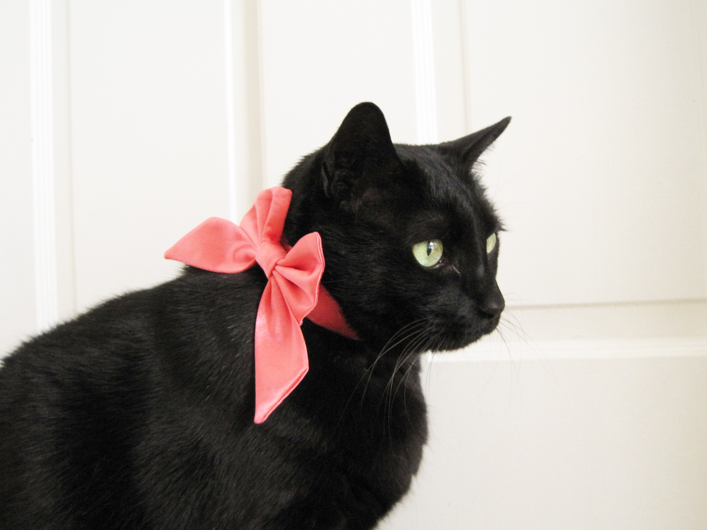 Catsparella Snoop Catty Catt Bow Tie and Lady Cat Bow Giveaway!