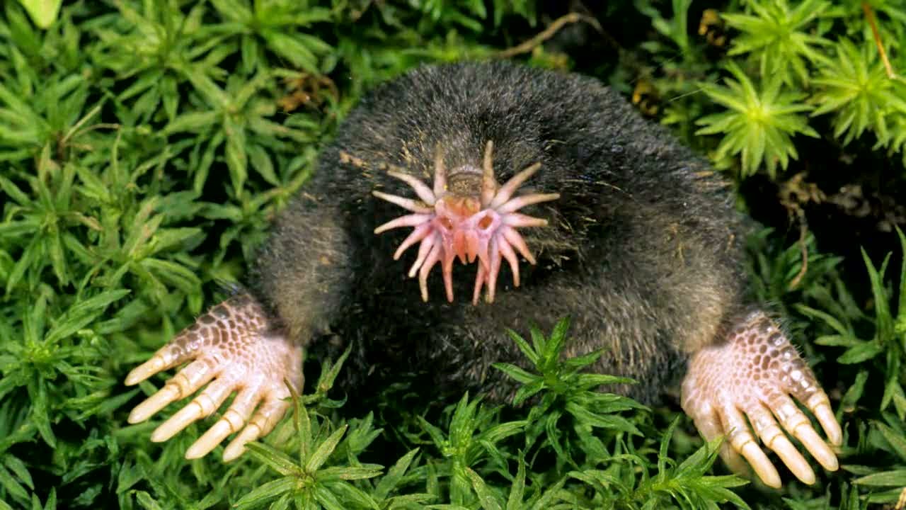 Animals You May Not Have Known Existed - Star-Nosed Mole