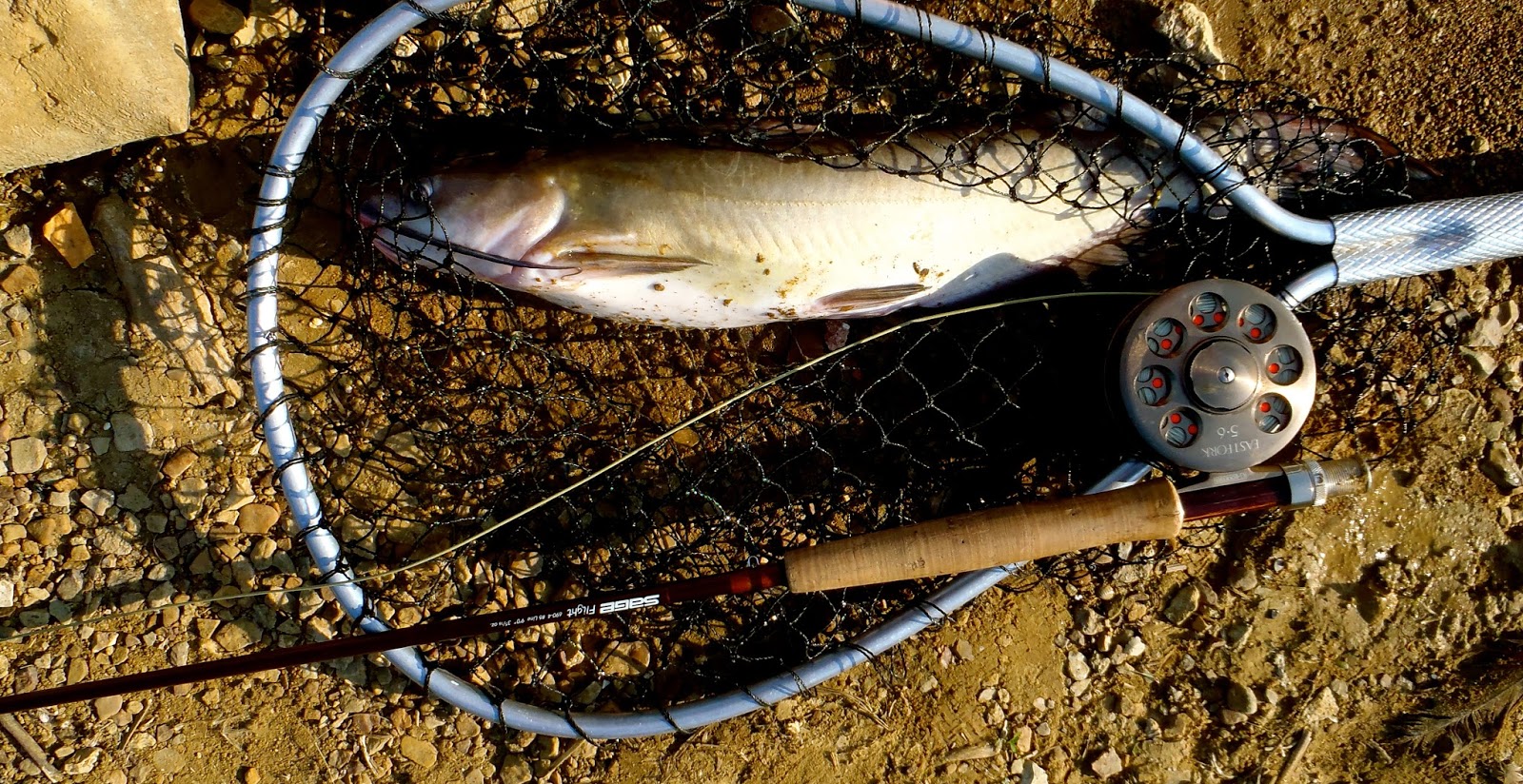 The Rogue Outdoors Fly Fishing for Catfish