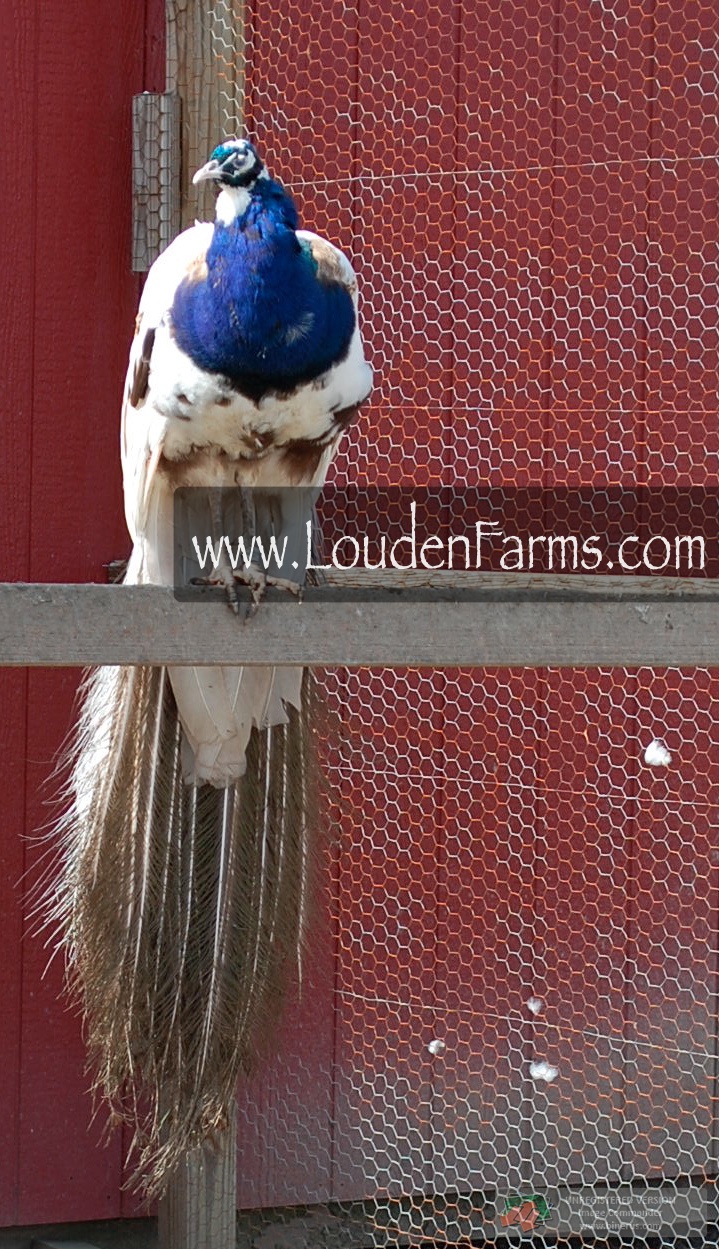 6LittleChickies - Life on Louden Farms: Peafowl 201: Genetics, Colors, part 2