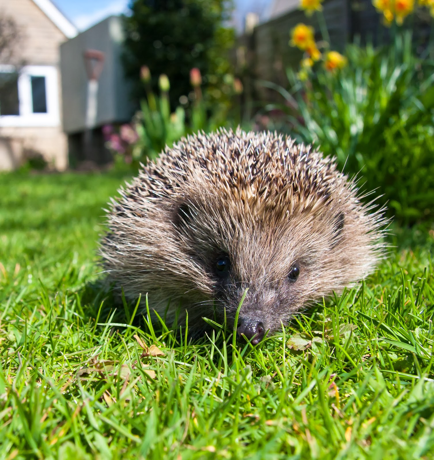 Norfolk Wildlife Trust A hedgehog in the kitchen