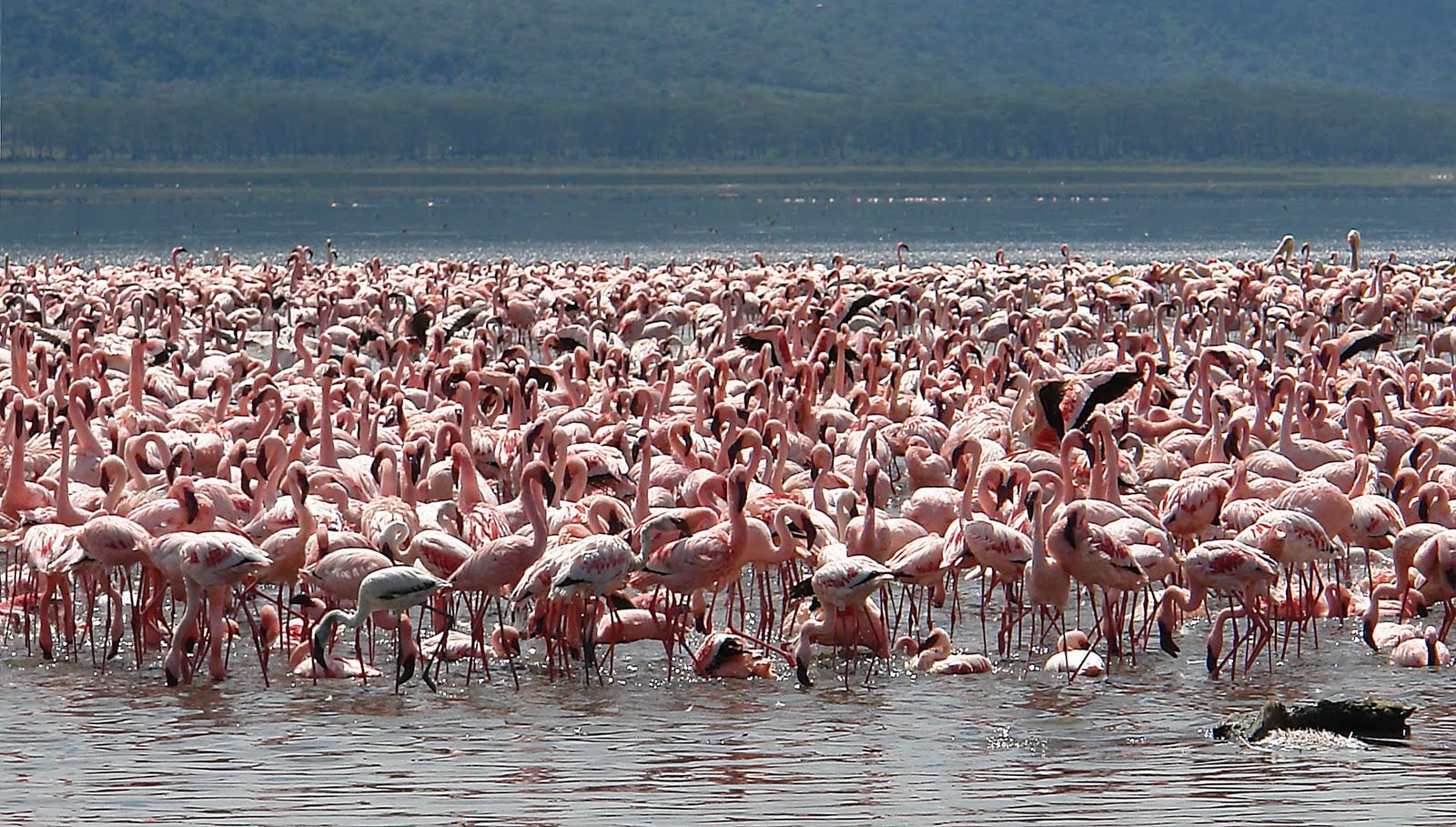 Where Flamingos Live