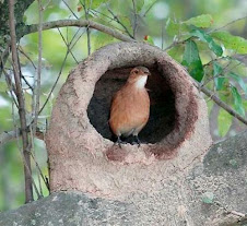 Fauna Bacia Taquari-Antas- Fonte: Aepan-ONG - Série: Aves