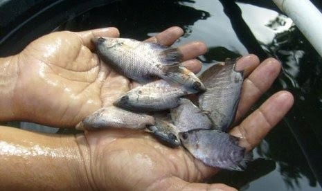 4 Contoh Usaha Kecil Yang Potensial 4 Contoh Usaha Kecil Yang Potensial