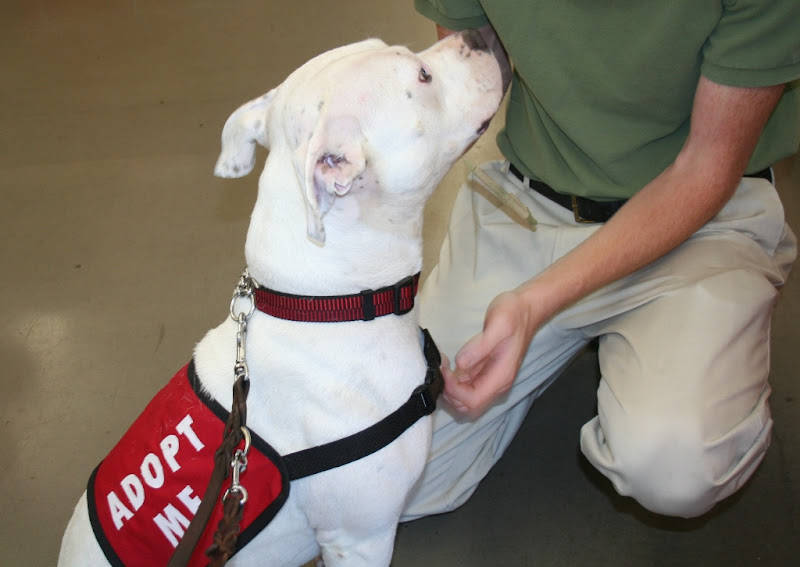 francie wearing a red jacket that says adopt me, while she sits in front of a young man who is petting her