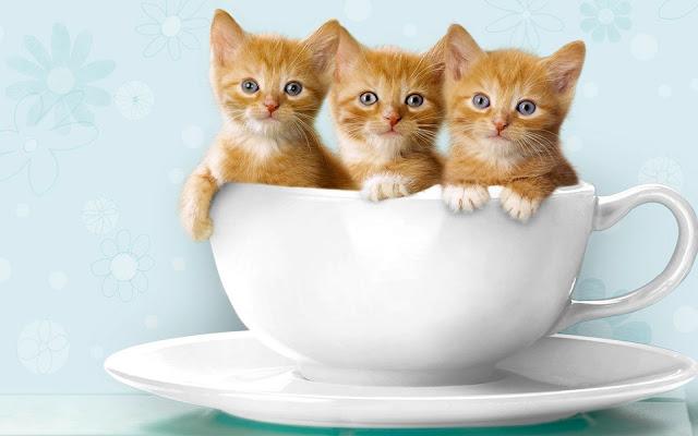 Wallpaper 3 Anak Kucing Lucu Dalam Cangkir Imgoke