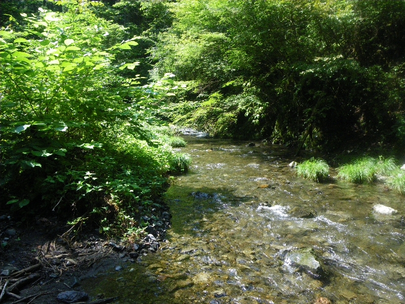 お散歩観察会 奥多摩 海沢川 沢登り